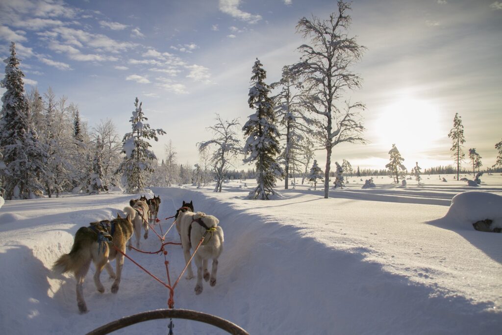 Lapland-Husky-safari