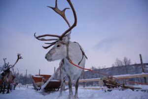 Lapland-Reindeer-safari