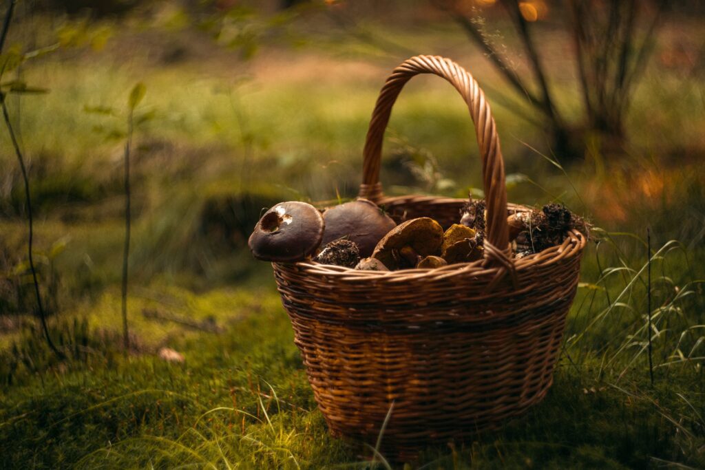 mushroom-baltic-food