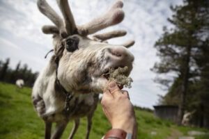 Lapland-summer-vacation