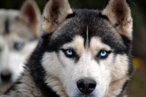 Lapland-summer-vacation-husky-dog