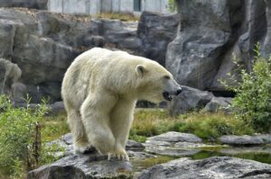 icebear-zoo-polar-bear