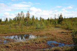 swamp, wetland, trees-6068055.jpg