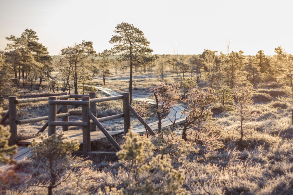 Great-Kemeri-Bog-Boardwalk