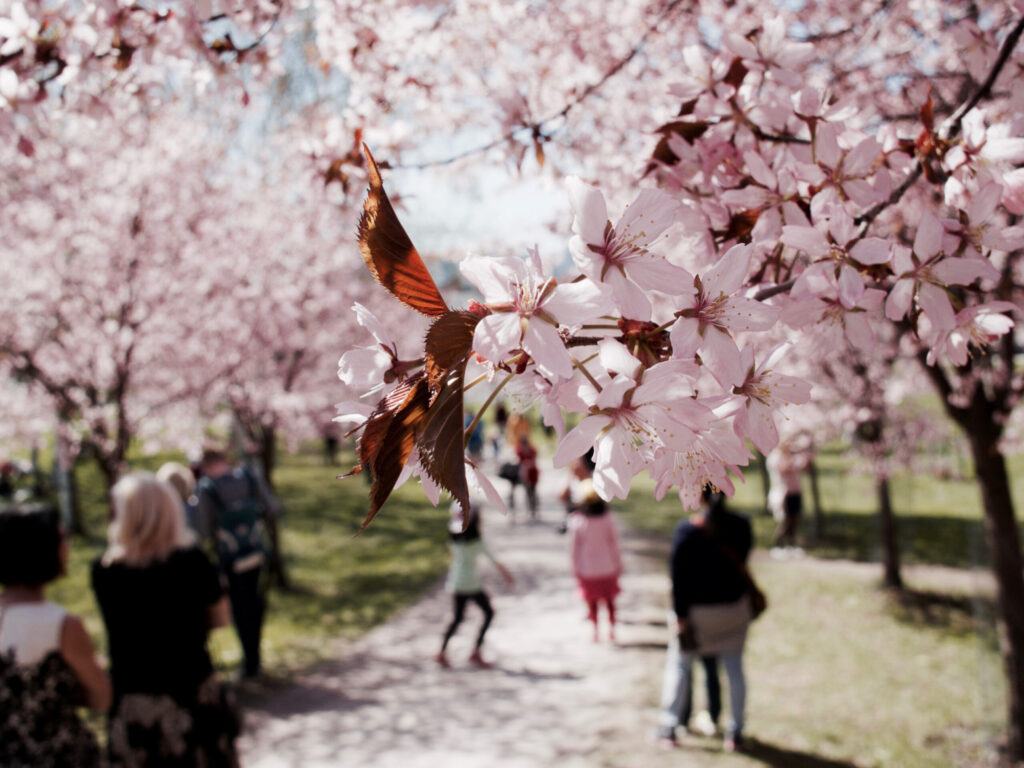 Helsinki-spring-cherry-blossoms