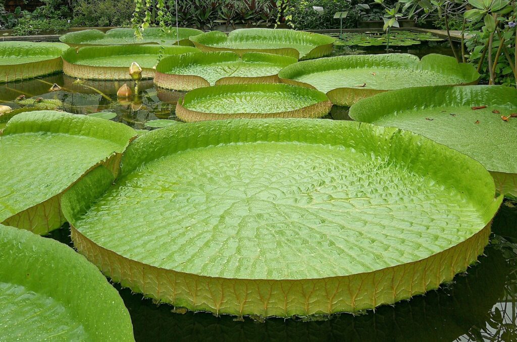 giant-water-lily