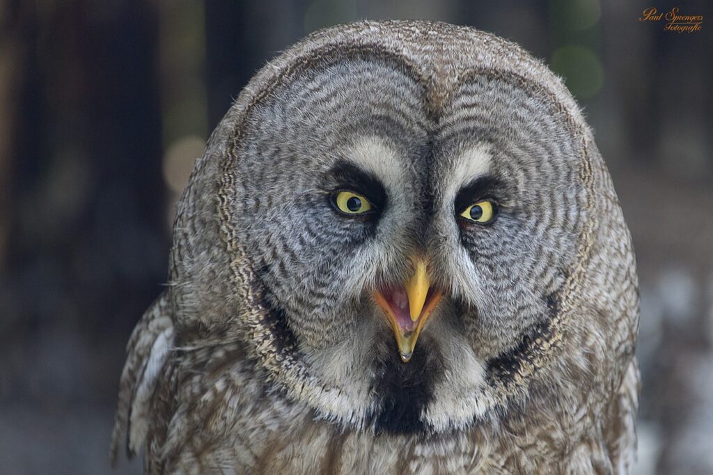 bird of prey, birds, nature-188808.jpg