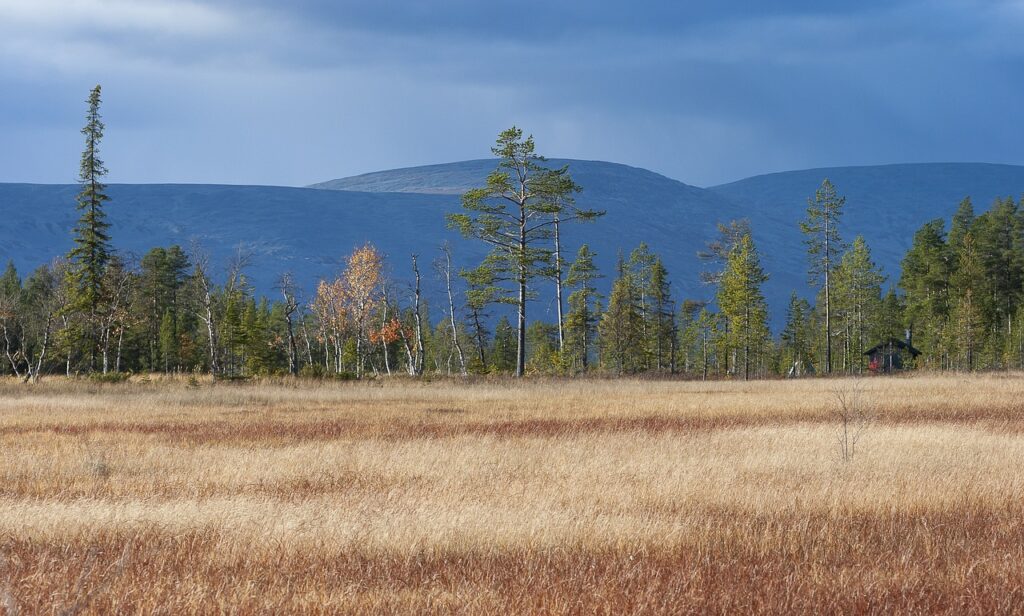 finland, field, nature-6579466.jpg