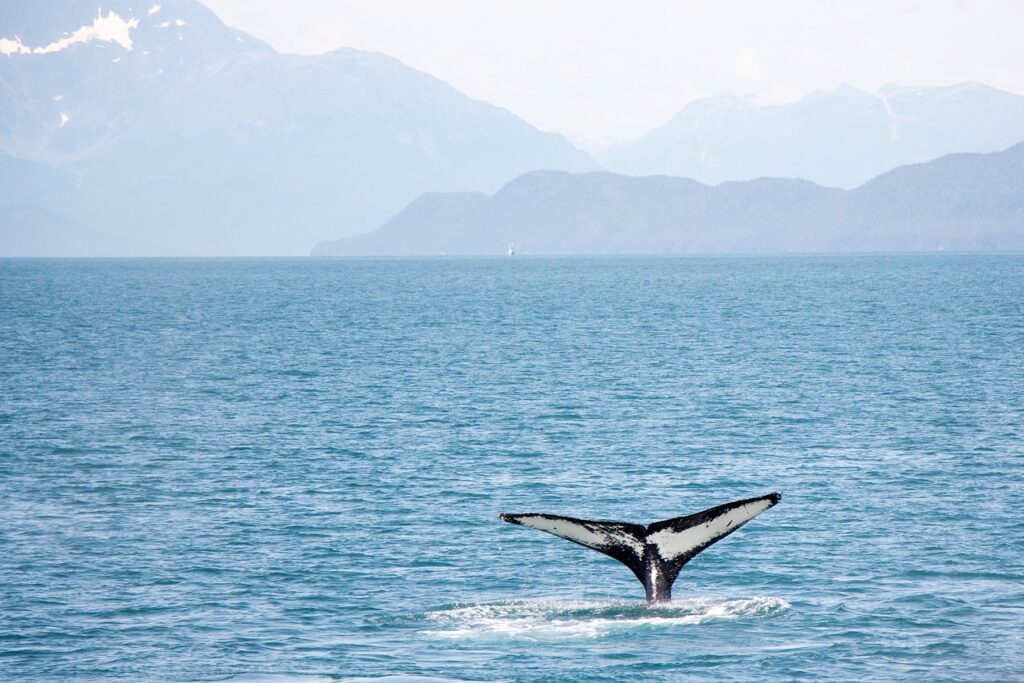 whale-watching-tromso