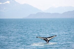 whale-watching-tromso