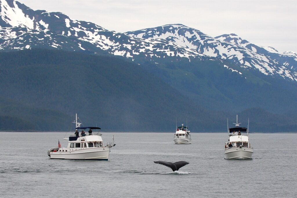 Tromso_Whale_Watching_Tour