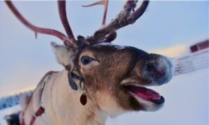 Meet_Reindeer