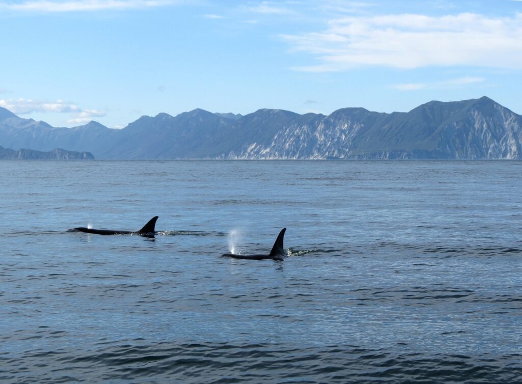 orcas-tromso