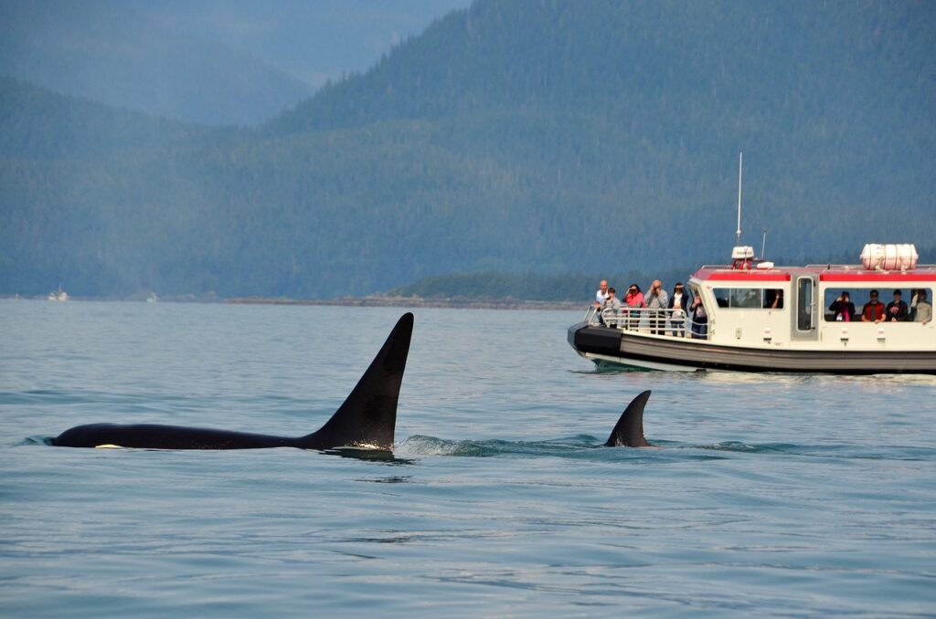 Tromso_whale_Watching