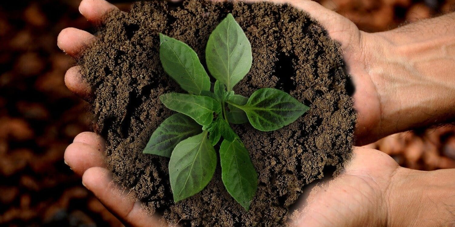 sustainable-travel-plant sustainable-travel-plant