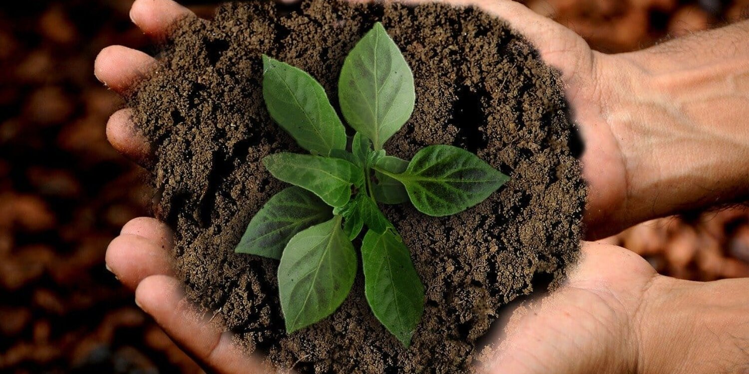 sustainable-travel-plant