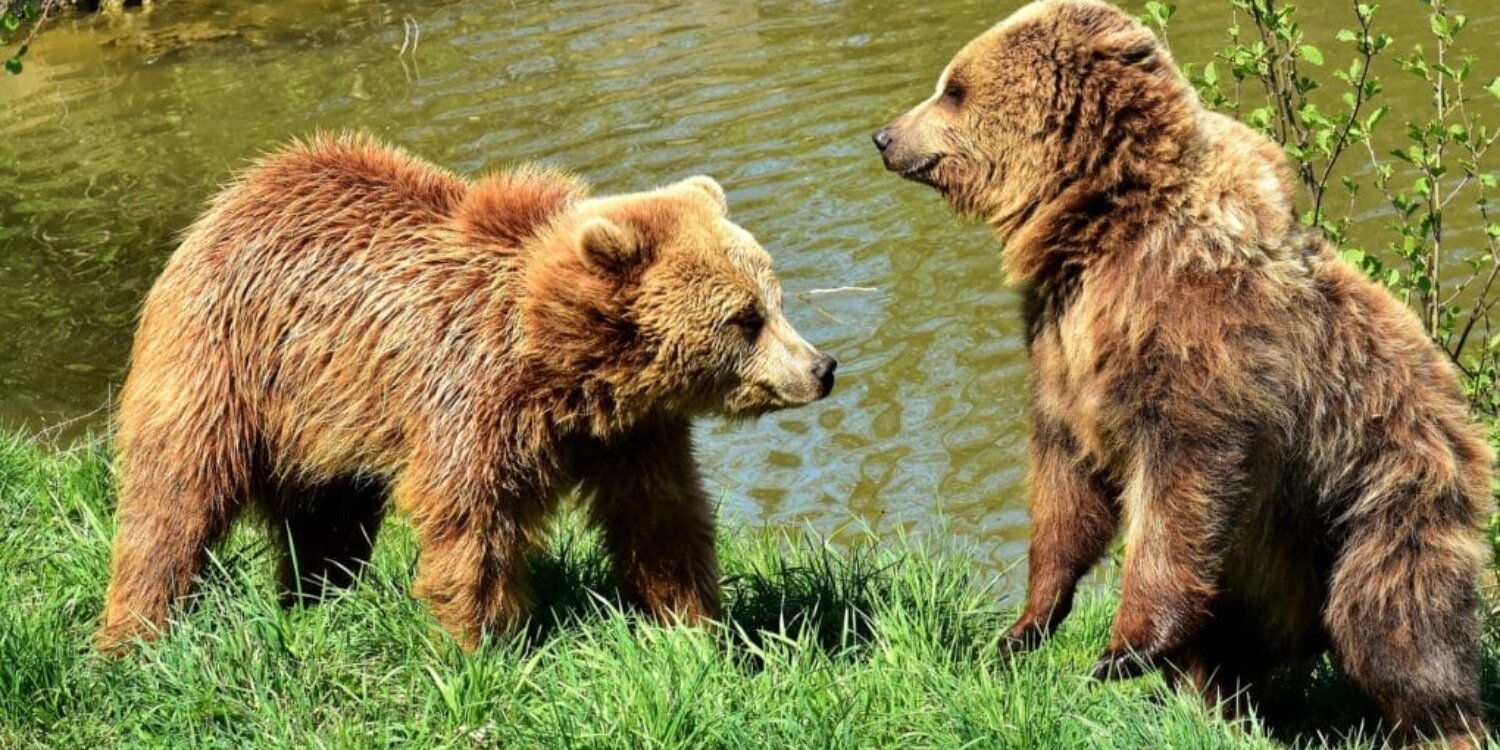 european-brown-bear