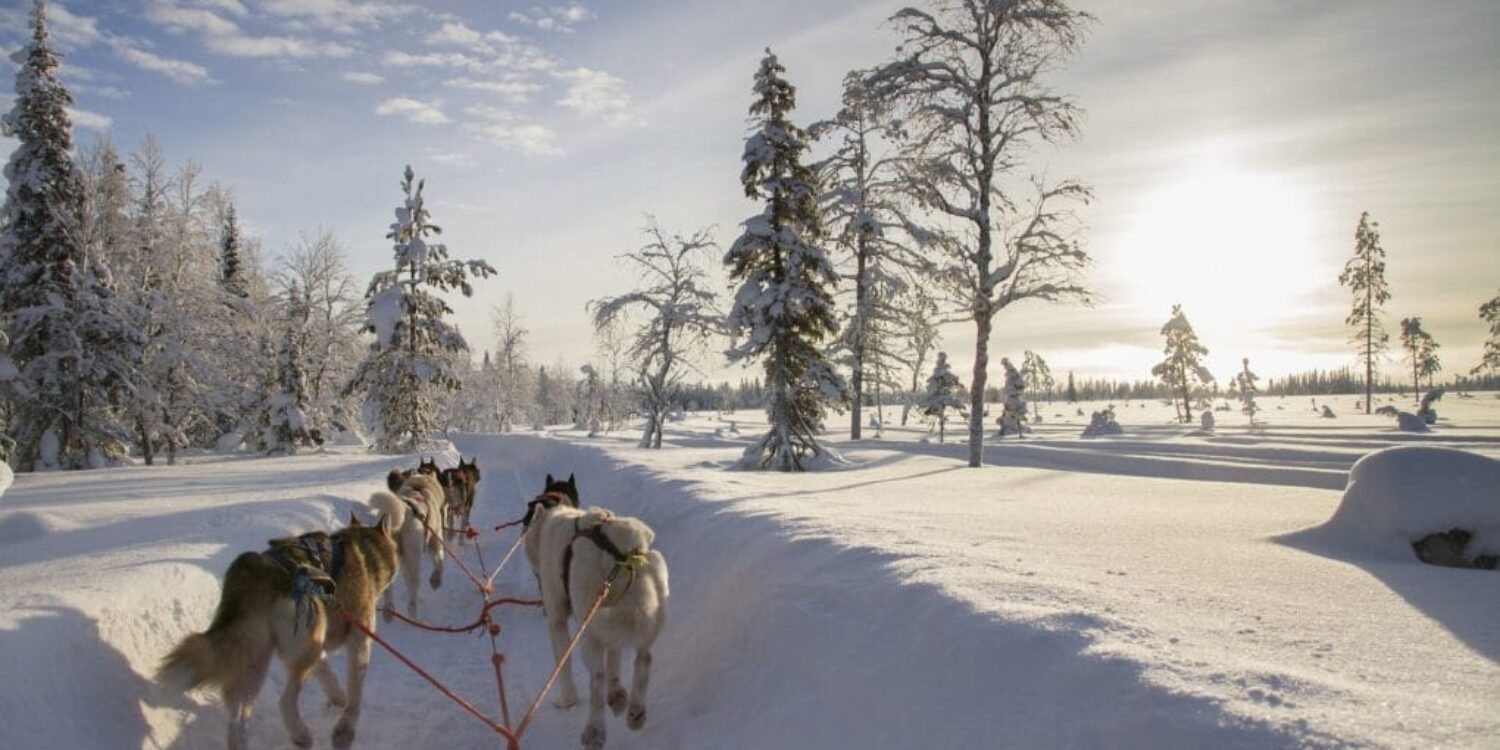 Lapland-Husky-safari
