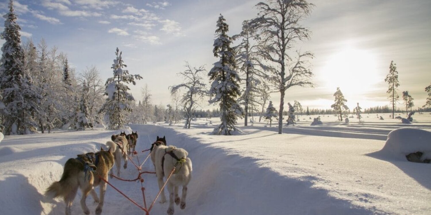 Lapland-Husky-safari
