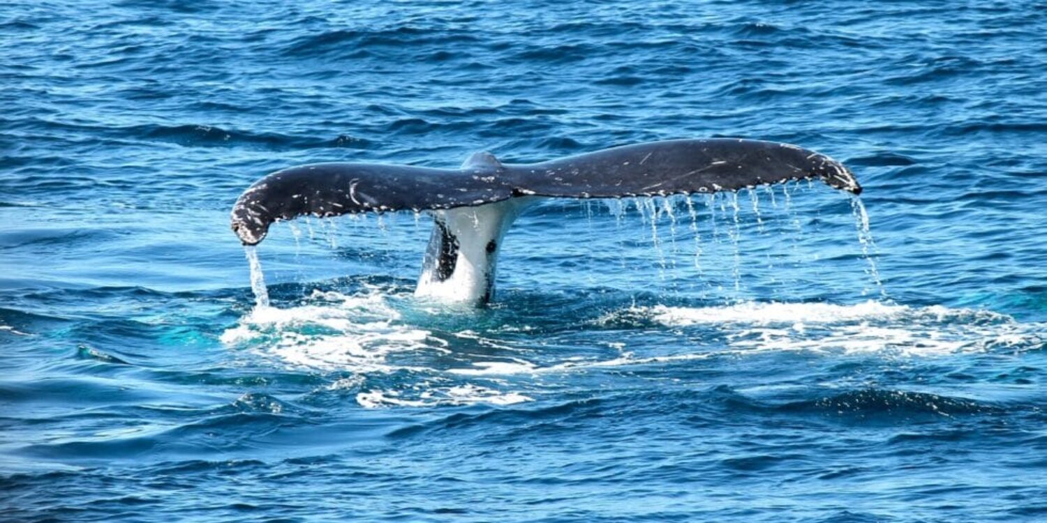 Tromso-whale-watching