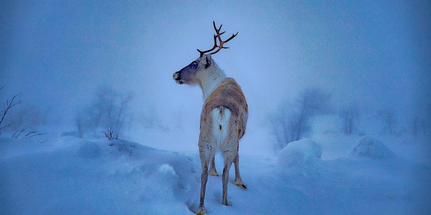 Finland-winter-holiday-reindeer